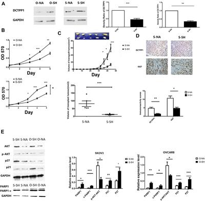 ROS-Induced DCTPP1 Upregulation Contributes to Cisplatin Resistance in Ovarian Cancer